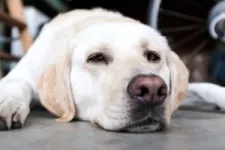 Is leaving my pet in the garage while I’m away dangerous?